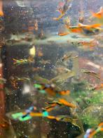 Guppy’s te koop Wildvang Endler, Dieren en Toebehoren, Vis, Zoetwatervis