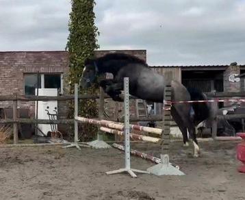 Chique springpaard , hengst , perfecte  RX !  Goed papier ! beschikbaar voor biedingen