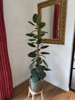 Ambitieuze Ficus elastica 'Robusta' echte plant, 108cm, Ficus, Enlèvement, 100 à 150 cm, Plante verte