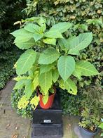 Brugmansia - datura - roze - LAATSTE KANS, Tuin en Terras, Planten | Fruitbomen, Ophalen