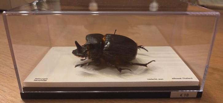 Heliocopris opgezet, Collections, Collections Animaux, Insecte, Enlèvement