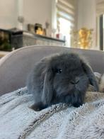Baby hangoor mannetje zoekt een huisje, Dieren en Toebehoren, Mannelijk, Middelgroot, Hangoor, 0 tot 2 jaar