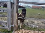 Amha miniatuur paardjes, Dieren en Toebehoren, Meerdere dieren, Gechipt, Niet van toepassing, A pony (tot 1.17m)