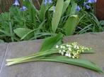 muguet longue tige : 0,50€/brin, Tuin en Terras, Ophalen, Lente, Vaste plant, Halfschaduw