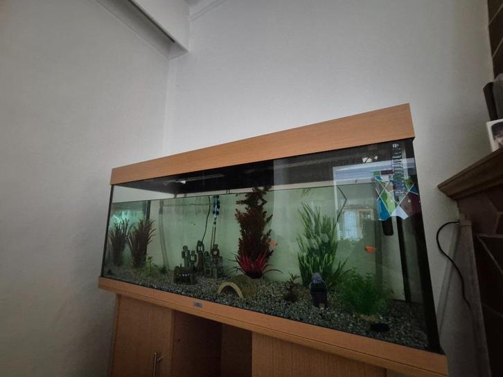 Aquarium juwel 300L, Dieren en Toebehoren, Vissen | Aquaria en Toebehoren, Zo goed als nieuw, Gevuld zoetwateraquarium, Ophalen