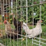 Koppel Antwerpse baardkrielen, Dieren en Toebehoren, Pluimvee