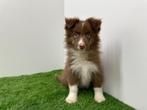 Chiots Border Collie