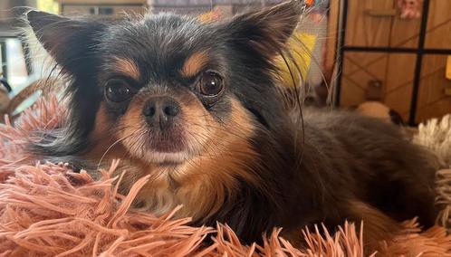 Chihuahua reutje van 4 jaar, Dieren en Toebehoren, Honden | Chihuahua's en Gezelschapshonden, Reu, Chihuahua, Fokker | Hobbymatig