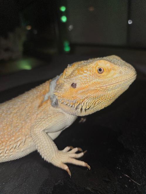 Citrus/orange hypo het witblits het trans baardagaamvrouwtje, Dieren en Toebehoren, Reptielen en Amfibieën, Hagedis, 3 tot 6 jaar