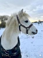Lieve eigenwijze pony, Dieren en Toebehoren, Ruin