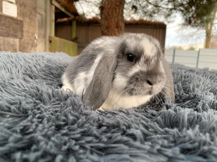 Nederlandse hangoordwergjes, Dieren en Toebehoren, Konijnen, Dwerg, Meerdere dieren, Hangoor