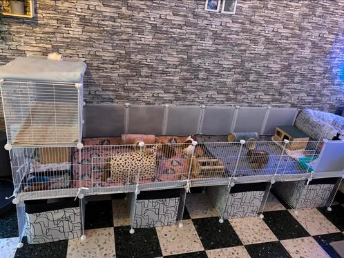 Enclos Modulable pour lapin ou cochon d’Inde + accessoire, Dieren en Toebehoren, Knaagdieren en Konijnen | Hokken en Kooien, Zo goed als nieuw
