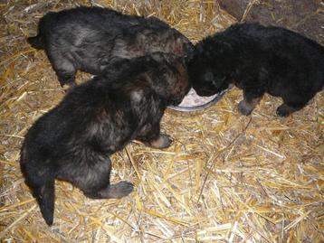 Prachtige Pups langharige Duitse Herder, Dieren en Toebehoren, Honden | Herdershonden en Veedrijvers, België, Fokker | Hobbymatig