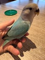 Lieve tamme agapornissen, Plusieurs animaux, Perroquet nain ou Inséparable, Domestique