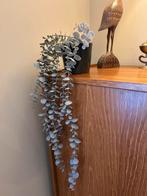 Plante eucalyptus FEKJA, Enlèvement, Comme neuf