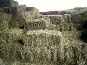 Kleine pakken hooi  beschikbaar voor biedingen