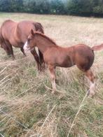Poulain cob normand, Dieren en Toebehoren, Paarden, 0 tot 2 jaar, Hengst, Gechipt, Tuigpaard