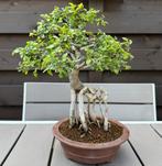 Ulmus Parvifolia bonsai met luchtwortels, Overige soorten, Lente, Minder dan 100 cm, Ophalen
