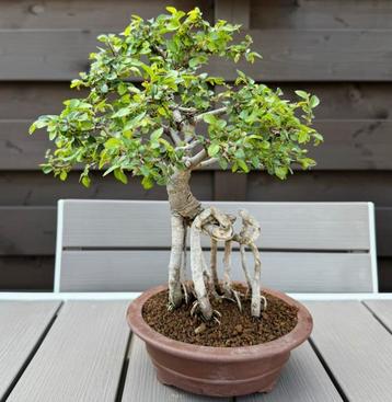 Ulmus Parvifolia bonsai met luchtwortels beschikbaar voor biedingen