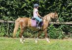 Zadelmak maken & inrijden van ponies, Dieren en Toebehoren, Zadelmak