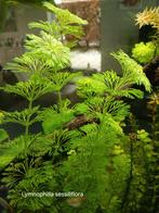 Limnophilla sessiliflora, Dieren en Toebehoren, Vissen | Aquaria en Toebehoren, Ophalen, Nieuw, Plant(en), Steen of Hout