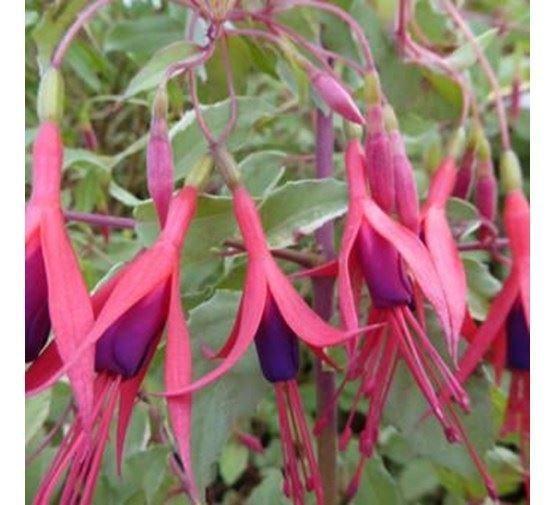 Géranium, Gaura ,Fuchsia, Jardin & Terrasse, Plantes | Jardin, Plante fixe, Enlèvement ou Envoi