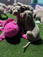 Prachtige Weimaraner puppies met FCI stamboom, Dieren en Toebehoren, België, Overige rassen, 8 tot 15 weken, CDV (hondenziekte)