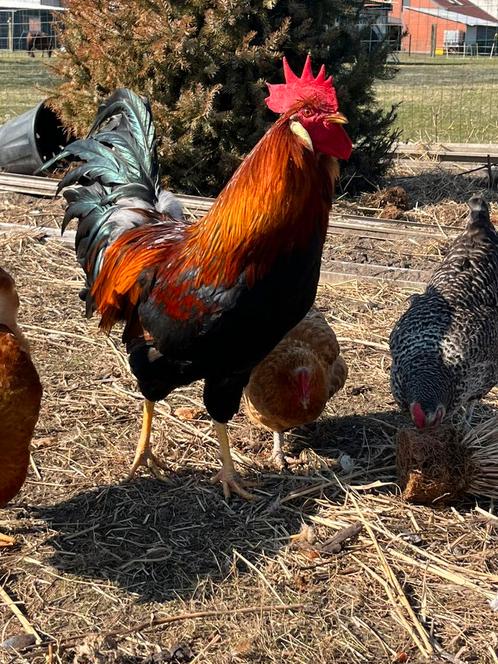 Jonge haan, Dieren en Toebehoren, Pluimvee, Kip, Mannelijk