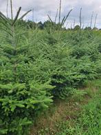 Super lot kerstbomen te koop potgekweekt nordmann amorika, Ophalen of Verzenden