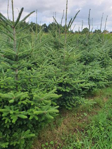 Super lot de sapins de Noël en pot à vendre Nordmann Amorika, Enlèvement ou Envoi