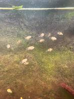 Gratis baby chicliden, Poisson, Poisson d'eau douce