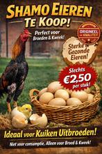 Broedeieren O Shamo