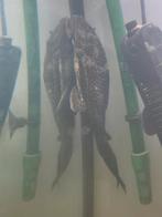 Pleco, Dieren en Toebehoren