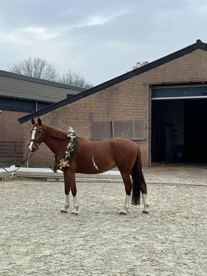 Te koop wegens omstandigheden, Dieren en Toebehoren, Paarden, Merrie, Niet van toepassing, 160 tot 165 cm, 11 jaar of ouder, Tuigpaard