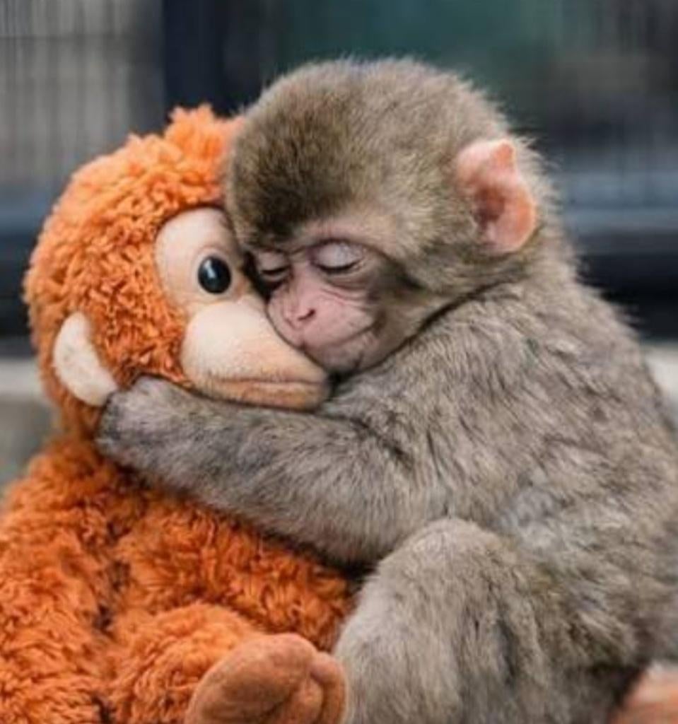 La peluche de Punch, Enfants & Bébés, Jouets | Peluches, Enlèvement ou Envoi, Neuf, Autres types