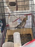 een prachtig paar papegaaien, Dieren en Toebehoren, Papegaai