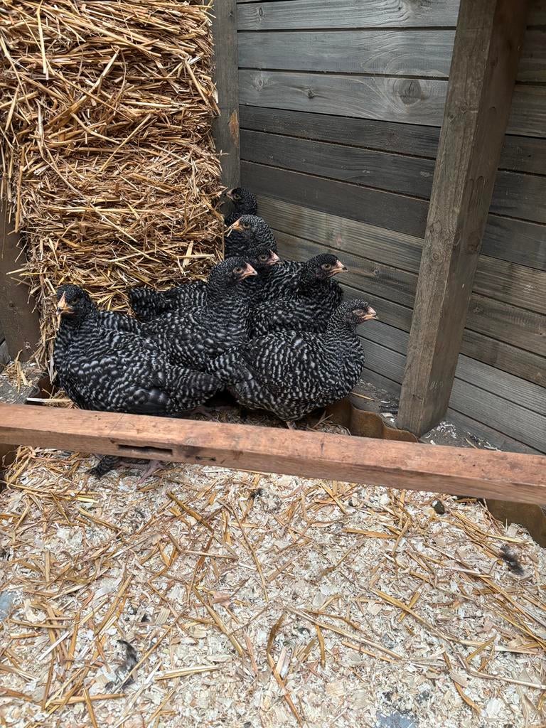 Jonge hennen mechelse koekoek, Dieren en Toebehoren, Pluimvee