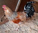 Zanghaan, Dieren en Toebehoren, Pluimvee, Mannelijk, Kip