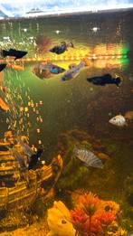 Zebra chicliden, volwassenen mollys en geel chicliden, Dieren en Toebehoren, Vissen | Aquariumvissen