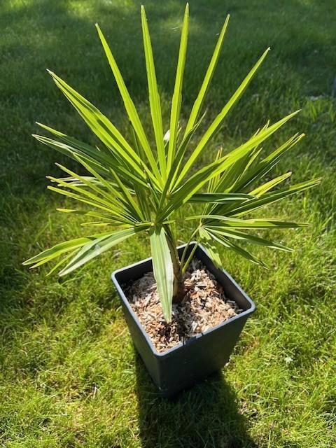 Winterharde palmboom Trachycarpus fortunei wagnerianus, Tuin en Terras, Planten | Bomen, Palmboom, Minder dan 100 cm, Halfschaduw