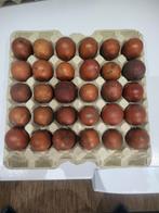 BROEDEIEREN F2, marans, araucana, olijflegger, livorno