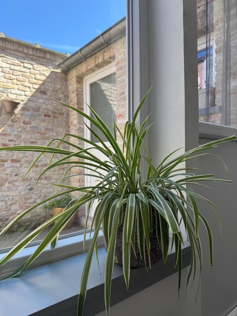 Plante d'intérieur - pot inclus, Maison & Meubles, Plantes d'intérieur, Enlèvement ou Envoi, En pot