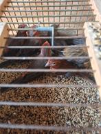 5mooie rode mexicaanse roodmussen 15 euro stuk, Mai, Plusieurs animaux