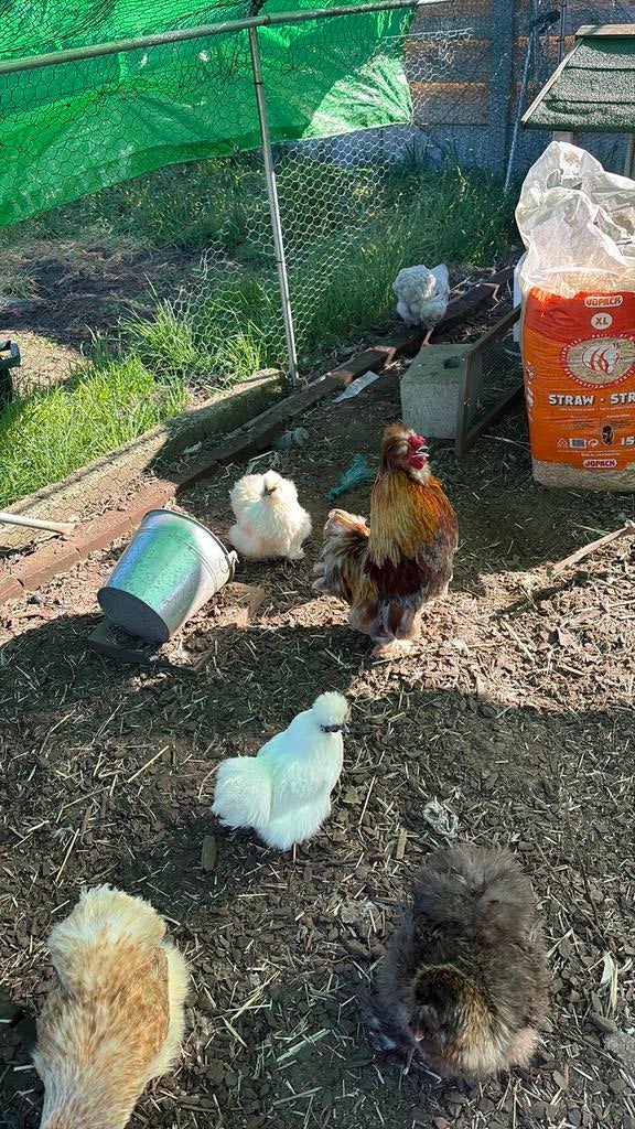 Haan, Dieren en Toebehoren, Pluimvee, Kip