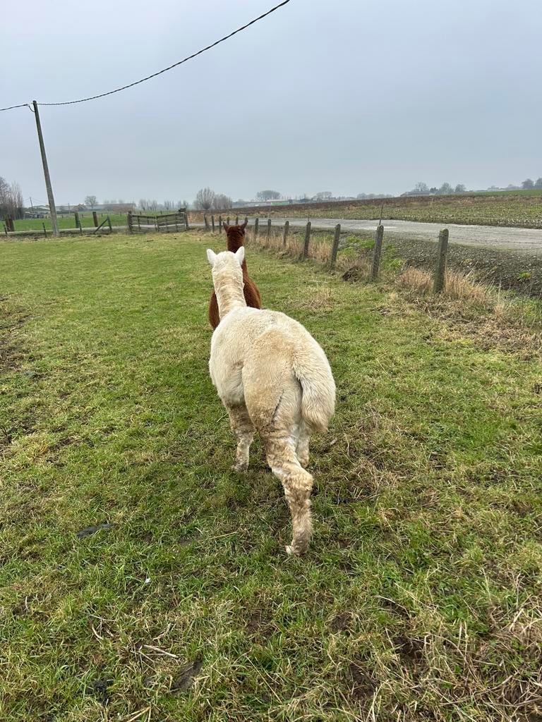 2 alpaca hengsten, Dieren en Toebehoren