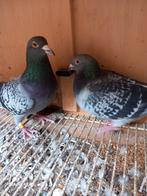 Koppel tekoop, Dieren en Toebehoren, Vogels | Duiven, Meerdere dieren, Postduif