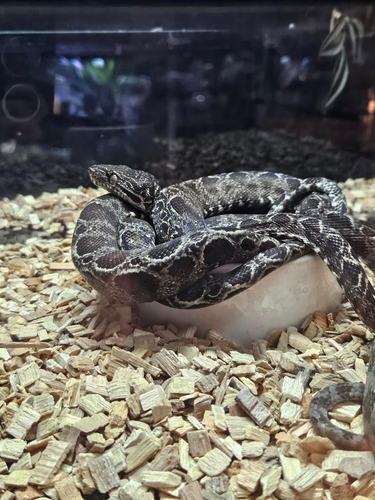 1.1 Corallus hortulanus garden phase