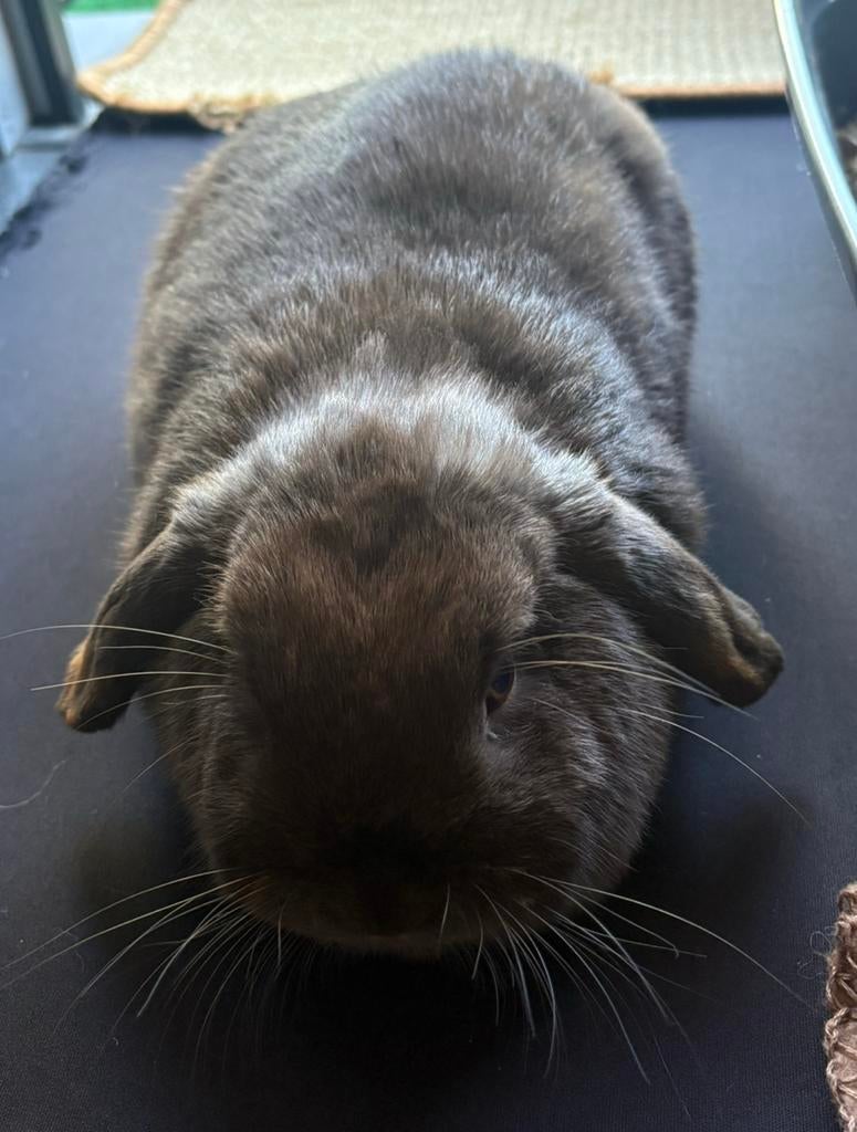 Bruin tam konijn, Dieren en Toebehoren, Konijnen, Vrouwelijk, Middelgroot, Hangoor, 0 tot 2 jaar