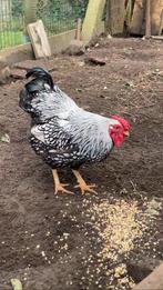 Jonge wyandotte kriel haan zilver zwartgezoomd, Dieren en Toebehoren, Mannelijk, Kip