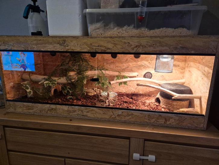 Prachtige Complete Set: Korenslang + Groot Terrarium, Dieren en Toebehoren, Reptielen en Amfibieën | Toebehoren, Ophalen